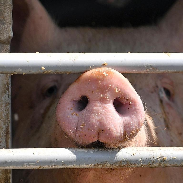Ein Schwein ist hinter dem vergitterten Fenster eines Tiertransportes.