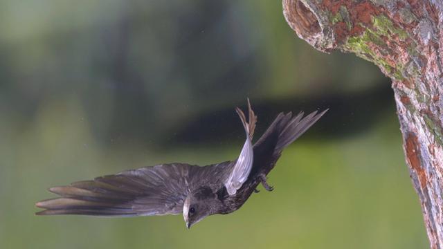 Mauersegler fliegt aus der Bruthöhle in einer Eiche im Harz. Außerhalb der Brutzeit können sie ein zu hundert Prozent luftgestütztes Leben führen