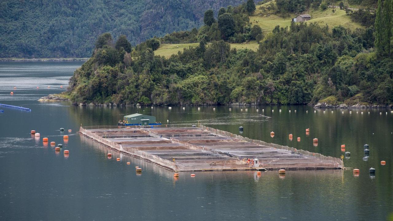 Bild von Käfigen der Seewasserlachszucht im Süden Chiles. Bild von Käfigen der Seewasserlachszucht im Süden Chiles.