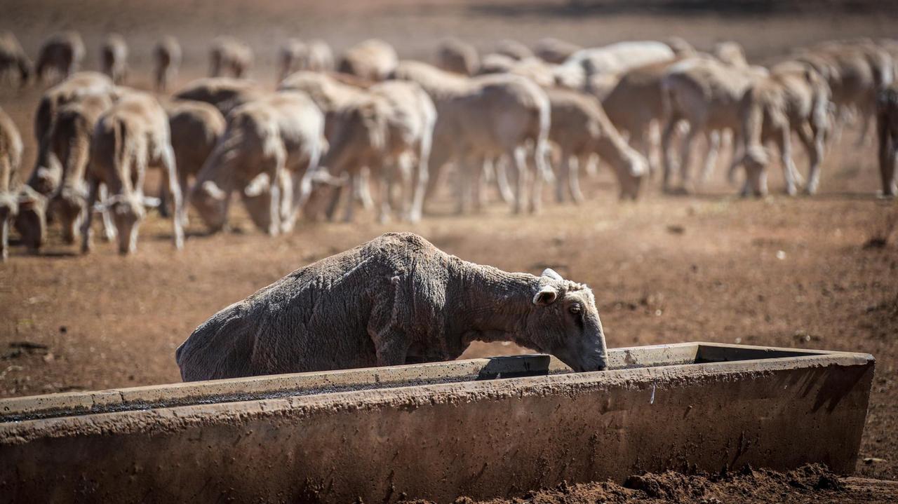 Ein dürres Schaf trinkt aus einem Wassertrog, im Hintergrund ist die ganze Schafherde zu sehen.
