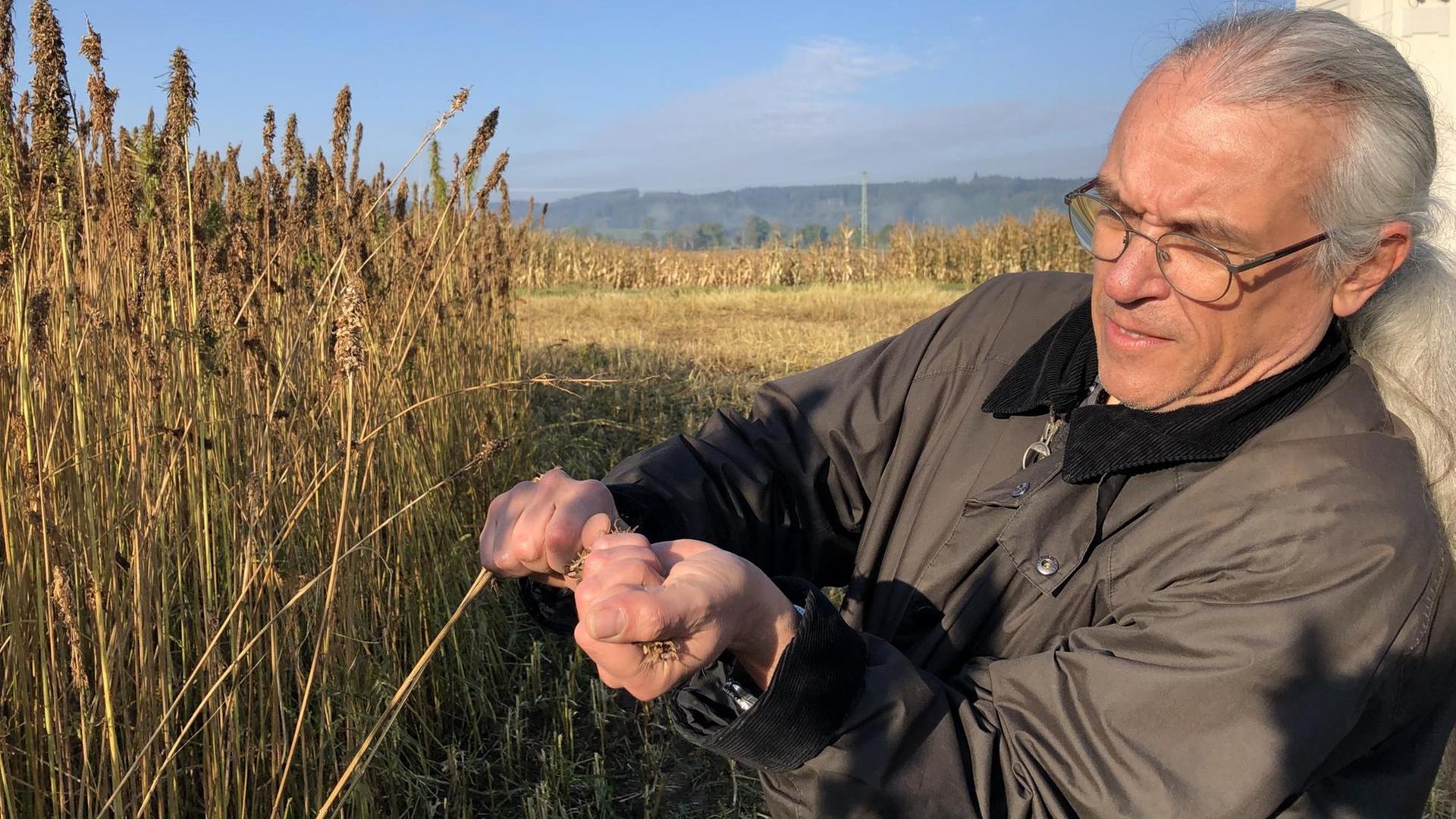 Ein grauhaariger Mann mit Pferdeschwanz steht auf einem Acker und begutachtet Pflanzenstängel und -blüten. Ein grauhaariger Mann mit Pferdeschwanz steht auf einem Acker und begutachtet Pflanzenstängel und -blüten.