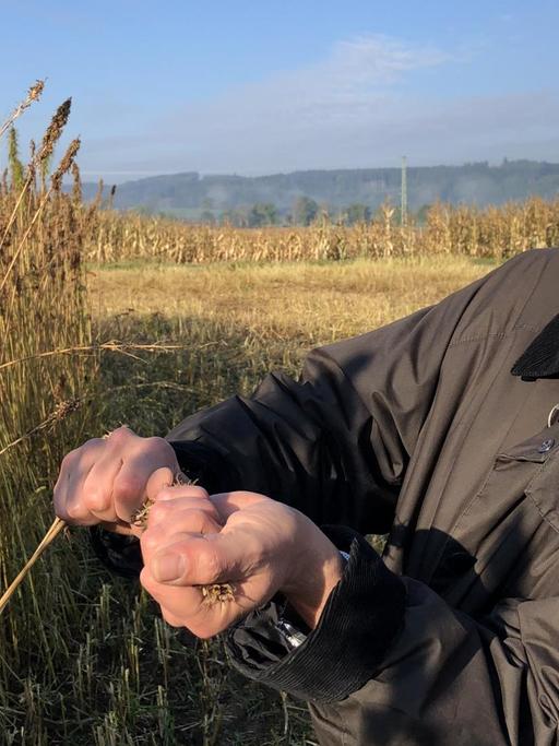 Ein grauhaariger Mann mit Pferdeschwanz steht auf einem Acker und begutachtet Pflanzenstängel und -blüten.