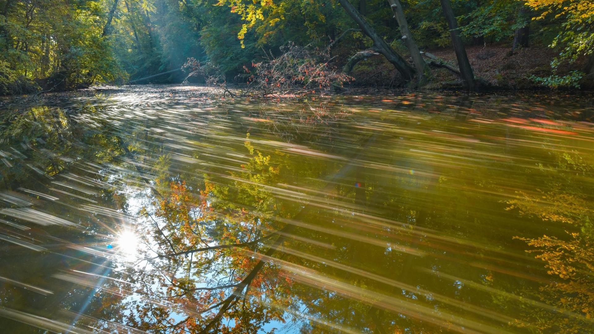 Laubblätter treiben auf der Schlaube im Naturpark Schlaubetal in Brandenburg, Sonnenstrahlen fallen auf das Wasser.