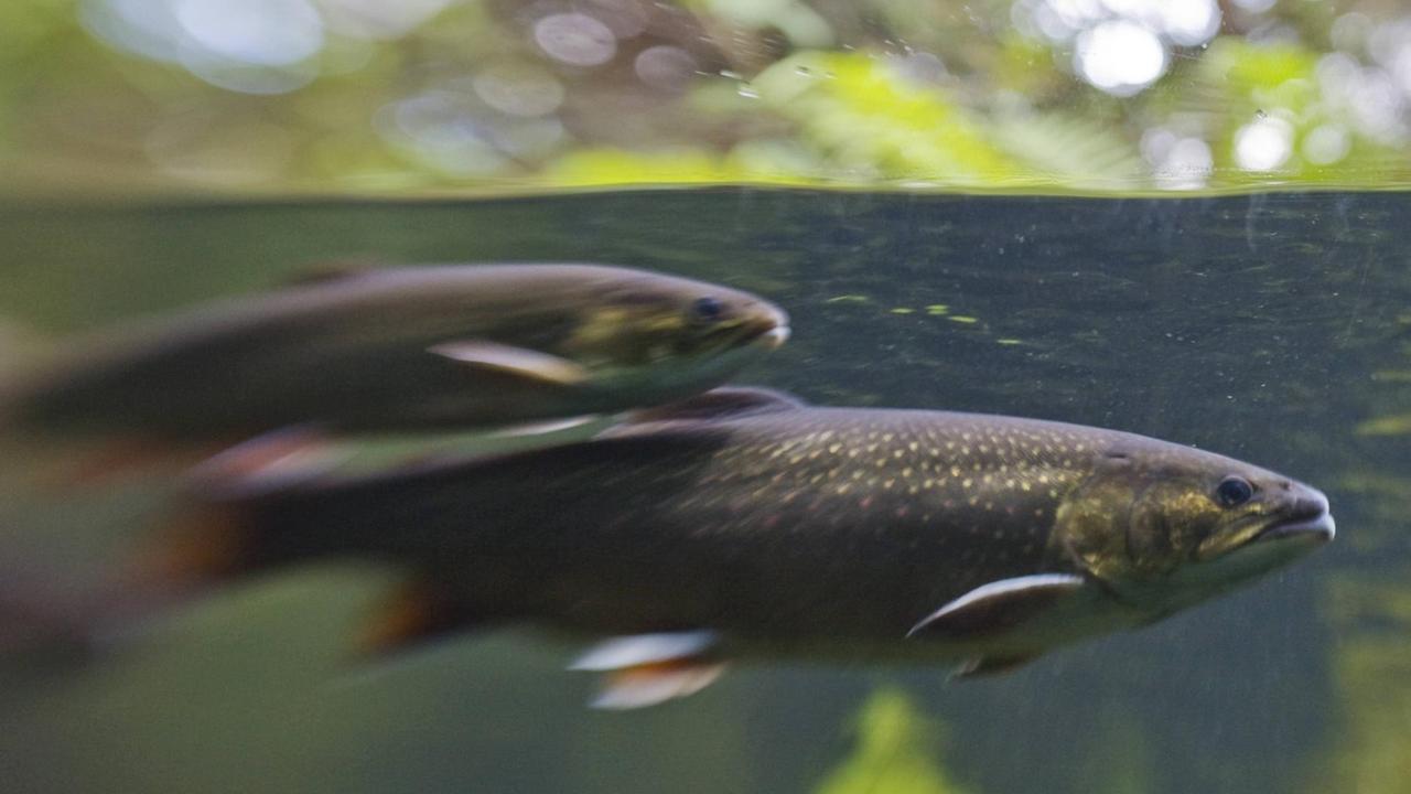 Zwei Bachforellen unterwasser in einem Gewässer in Baden-Württemberg. Zwei Bachforellen unterwasser in einem Gewässer in Baden-Württemberg.