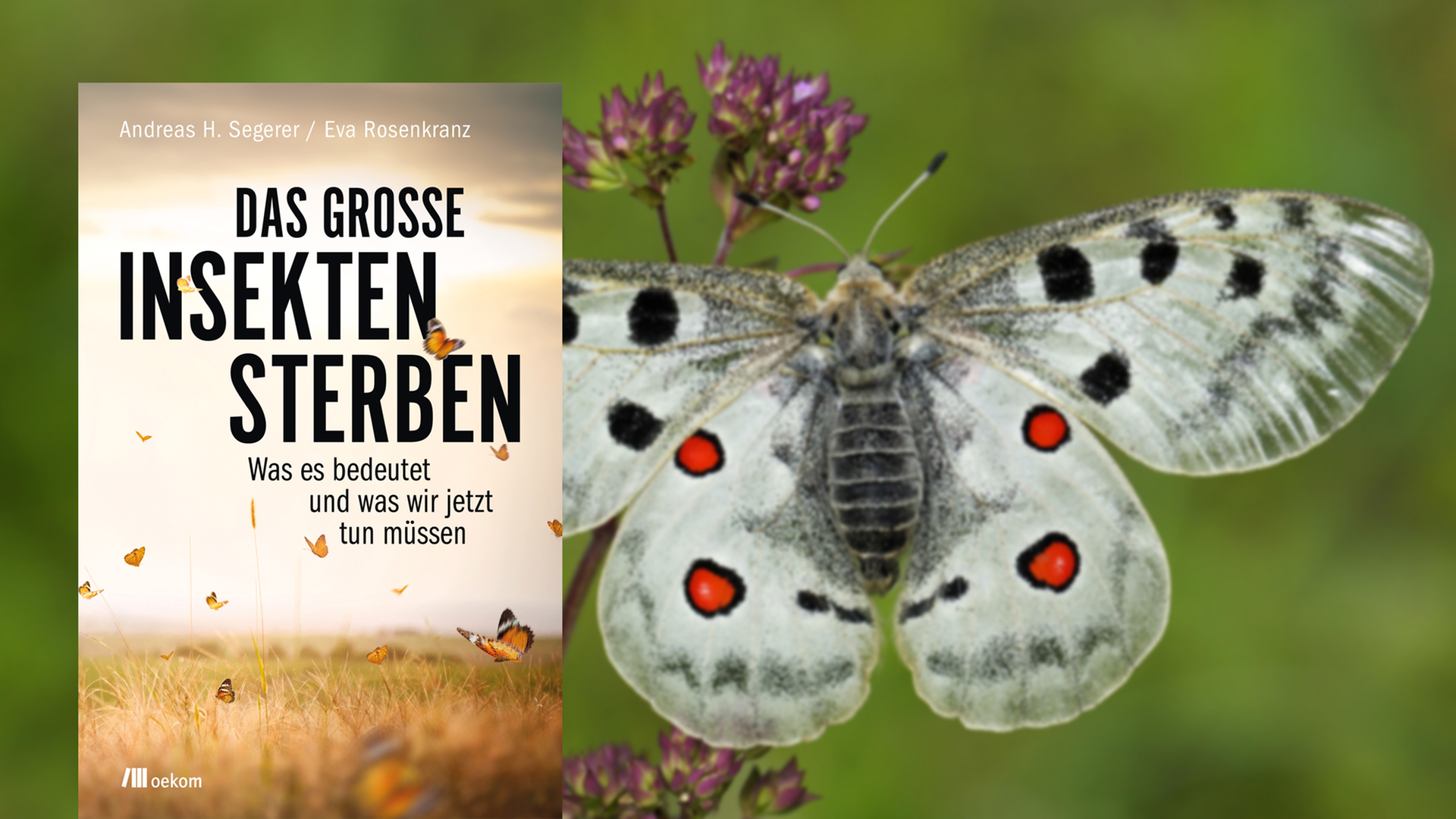 Cover von Andreas H. Segerer / Eva Rosenkranz: "Das große Insektensterben", im Hintergrund ist ein Apollofalter zu sehen Cover von Andreas H. Segerer / Eva Rosenkranz: "Das große Insektensterben", im Hintergrund ist ein Apollofalter zu sehen