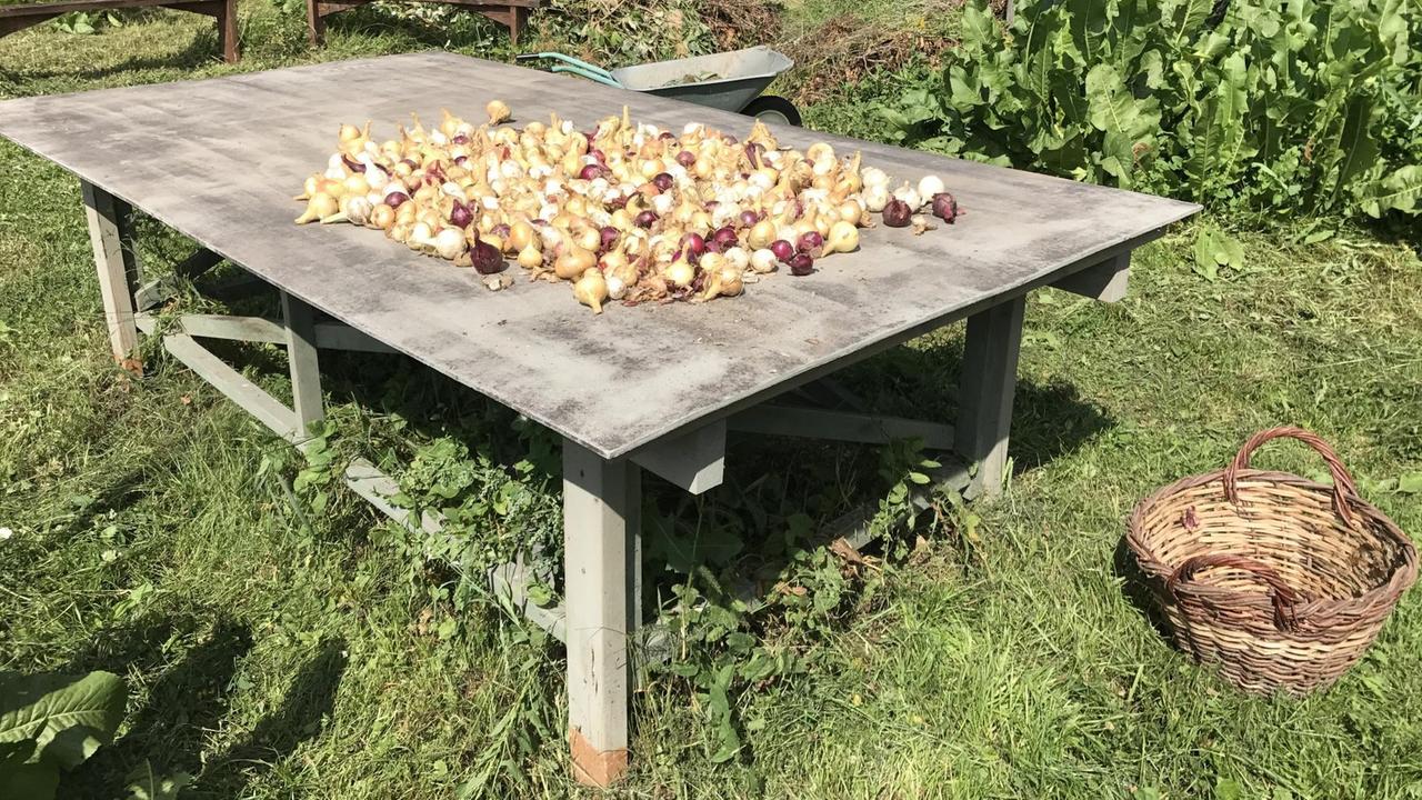 Zwiebeln liegen auf einem Gartentisch Zwiebeln liegen auf einem Gartentisch