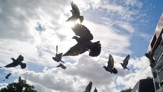 Ein Schwarm von Brieftauben startet am Weltfriedenstag am 1.9.2013 in den Himmel.