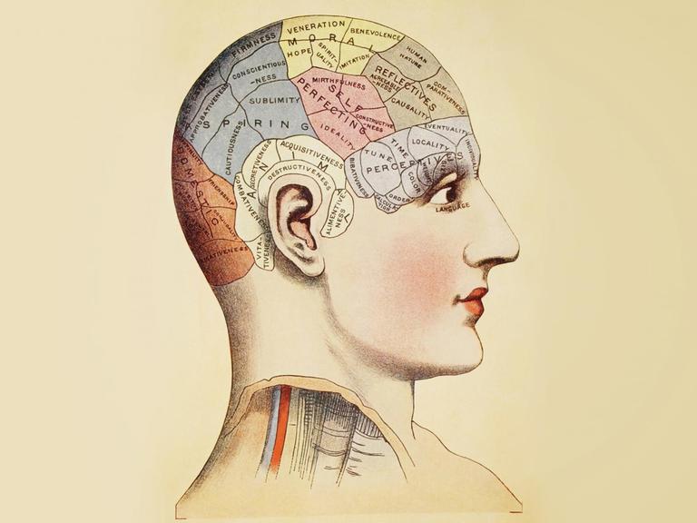 Historische Zeichnung eines Kopfes mit unterschiedlich eingefärbten Bereichen des Gehirns.