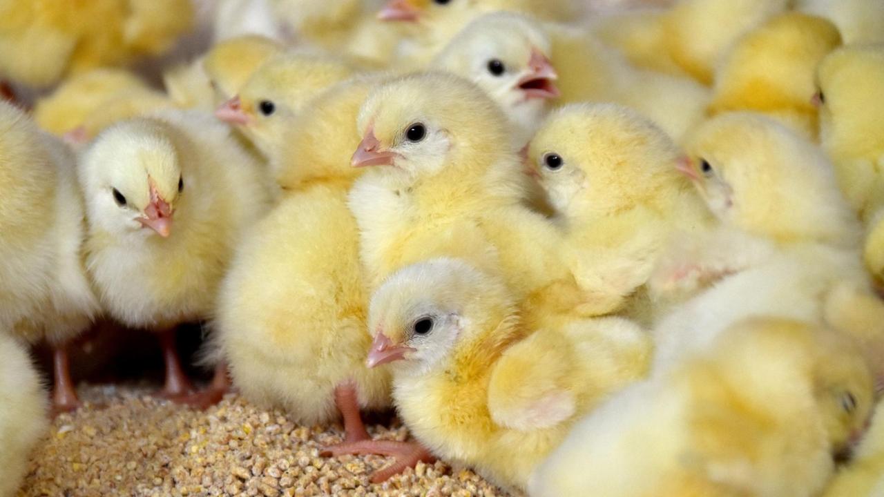 Viele kleine gelben Küken in einem Stall. Viele kleine gelben Küken in einem Stall.