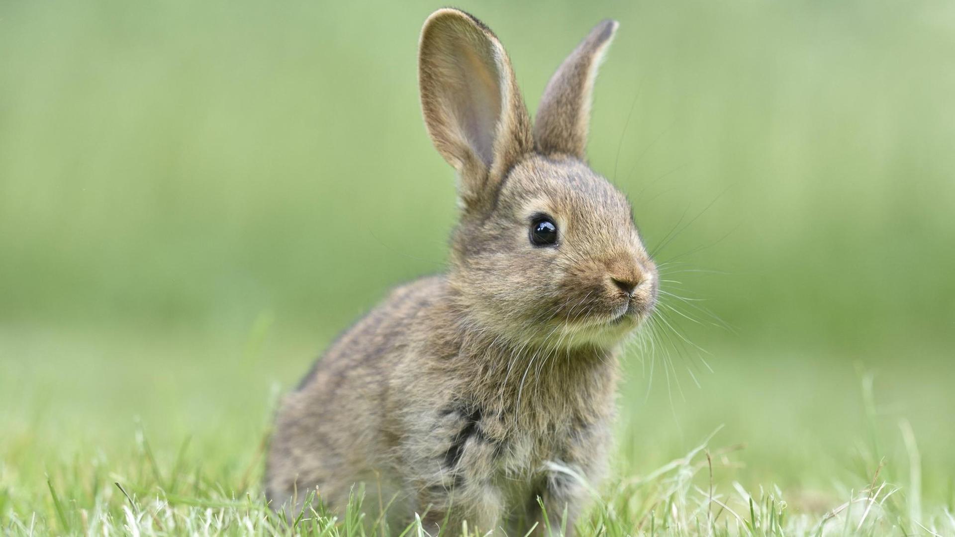 Ein Kaninchen sitzt auf einer Wiese. Ein Kaninchen sitzt auf einer Wiese.