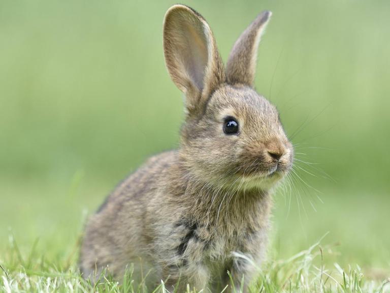 Ein Kaninchen sitzt auf einer Wiese.