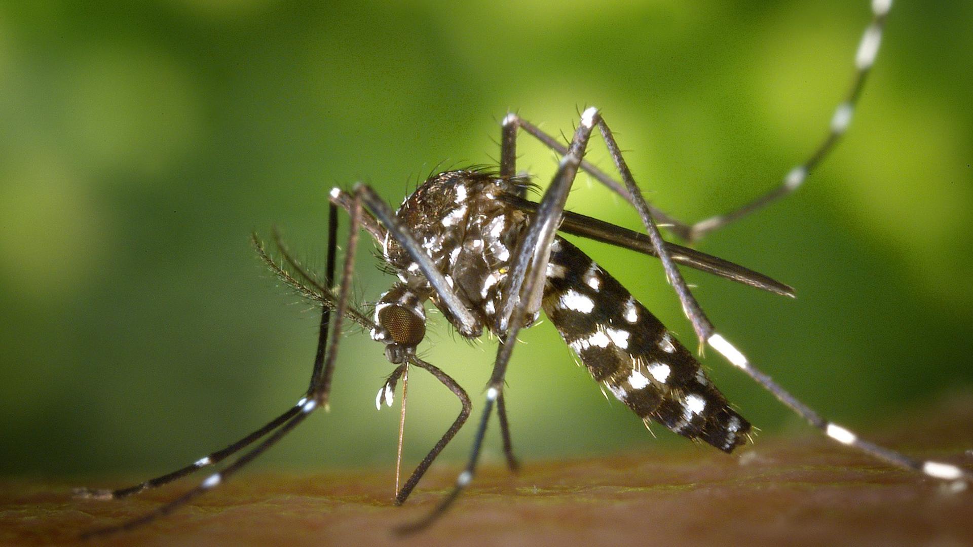 Eine Asiatische Tigermücke - Aedes albopicts