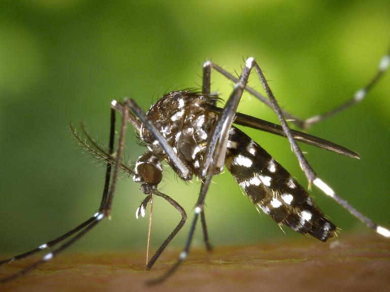 Eine Asiatische Tigermücke (Aedes albopicts)