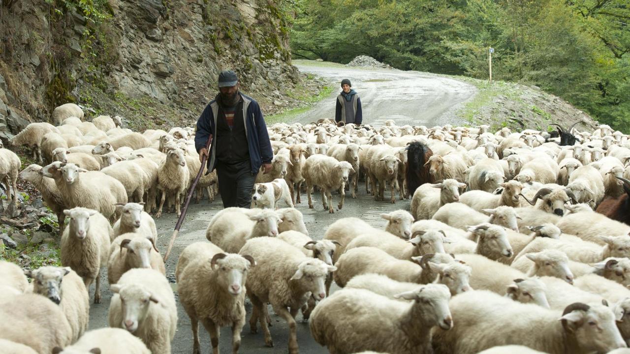 Georgien, Kachetien, Schafherde mit Schäfern im Tal des Flusses Stori an der Strasse zur Bergregion Tuschetien. Georgien, Kachetien, Schafherde mit Schäfern im Tal des Flusses Stori an der Strasse zur Bergregion Tuschetien.