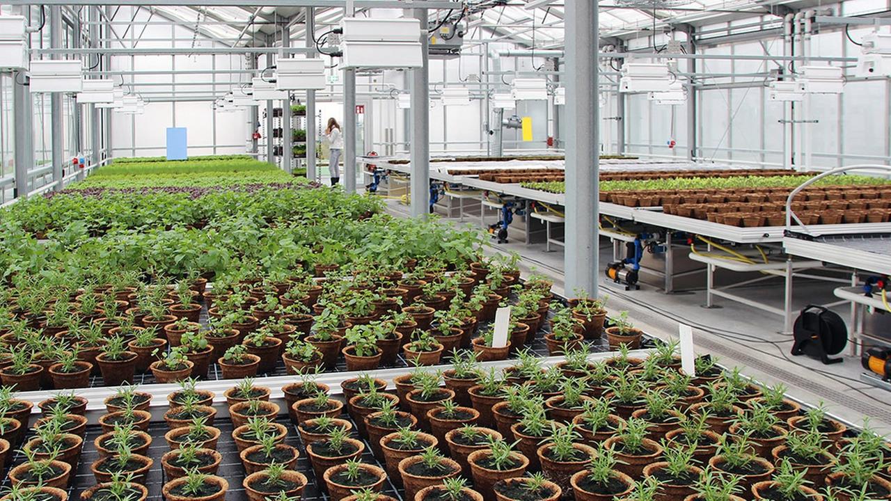 Aneinandergereihte Pflanzen in Pflanzentöpfen im urbanen ALTMARKTgarten Oberhausen. Aneinandergereihte Pflanzen in Pflanzentöpfen im urbanen ALTMARKTgarten Oberhausen.