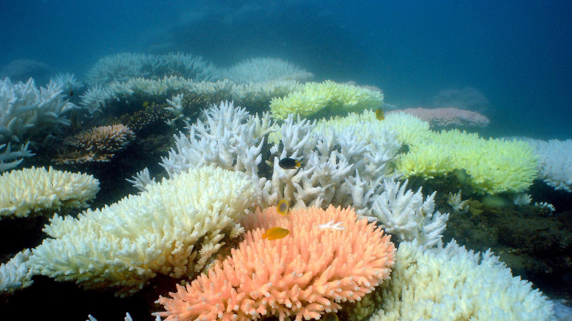 Korallen im Great Barrier Reef (Australien) Korallen im Great Barrier Reef (Australien)