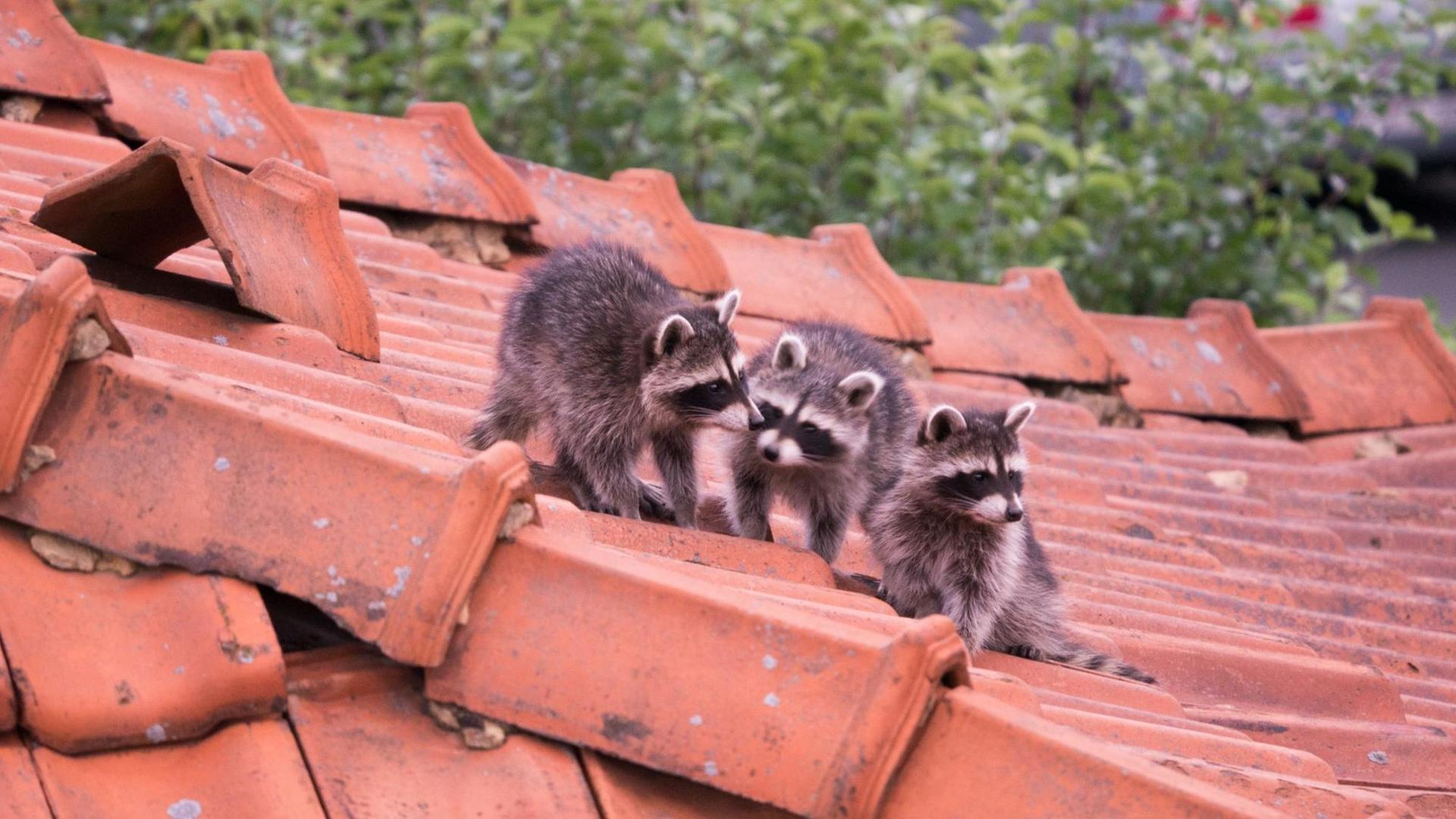 Drei junge Waschbären sitzen auf dem Dach eines Hauses. Drei junge Waschbären sitzen auf dem Dach eines Hauses.