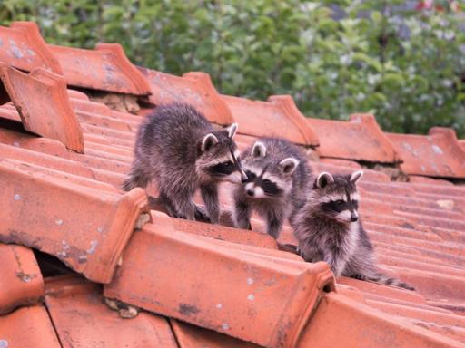 Drei junge Waschbären sitzen auf dem Dach eines Hauses.