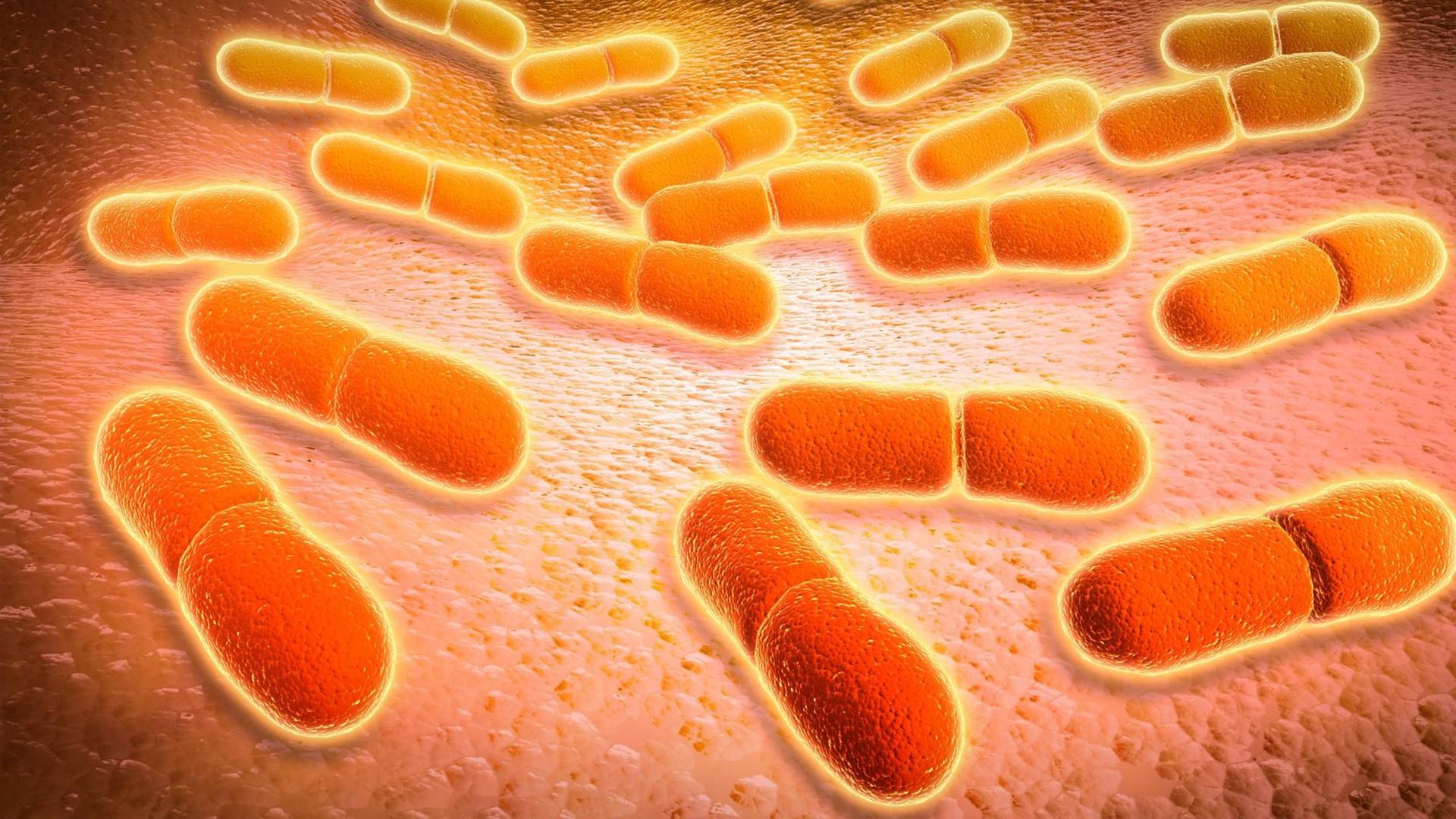 Mikroskopische Ansicht der Listeria monocytogenes. Listeria monocytogenes ist der Erreger der bakteriellen Infektion namens Listeriose. Mikroskopische Ansicht der Listeria monocytogenes. Listeria monocytogenes ist der Erreger der bakteriellen Infektion namens Listeriose.