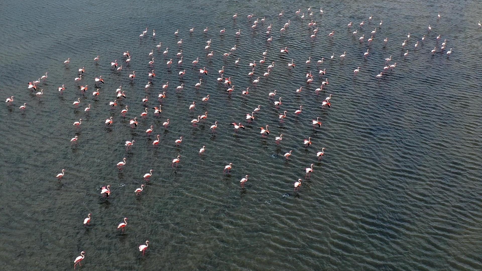 Eine Panorama-Ansicht zeigt viele Dutzend Flamingos in flachem Wasser des Golf von Izmir stehen