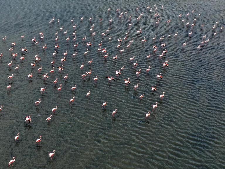 Eine Panorama-Ansicht zeigt viele Dutzend Flamingos in flachem Wasser des Golf von Izmir stehen
