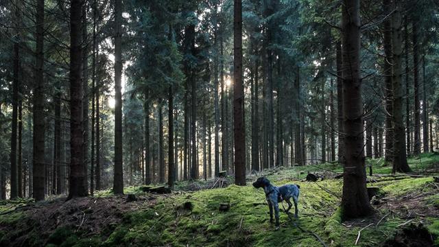 Ein Hund steht zwischen Bäumen im Wald.