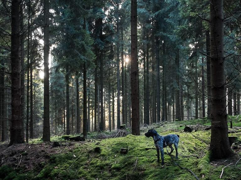 Ein Hund steht zwischen Bäumen im Wald.