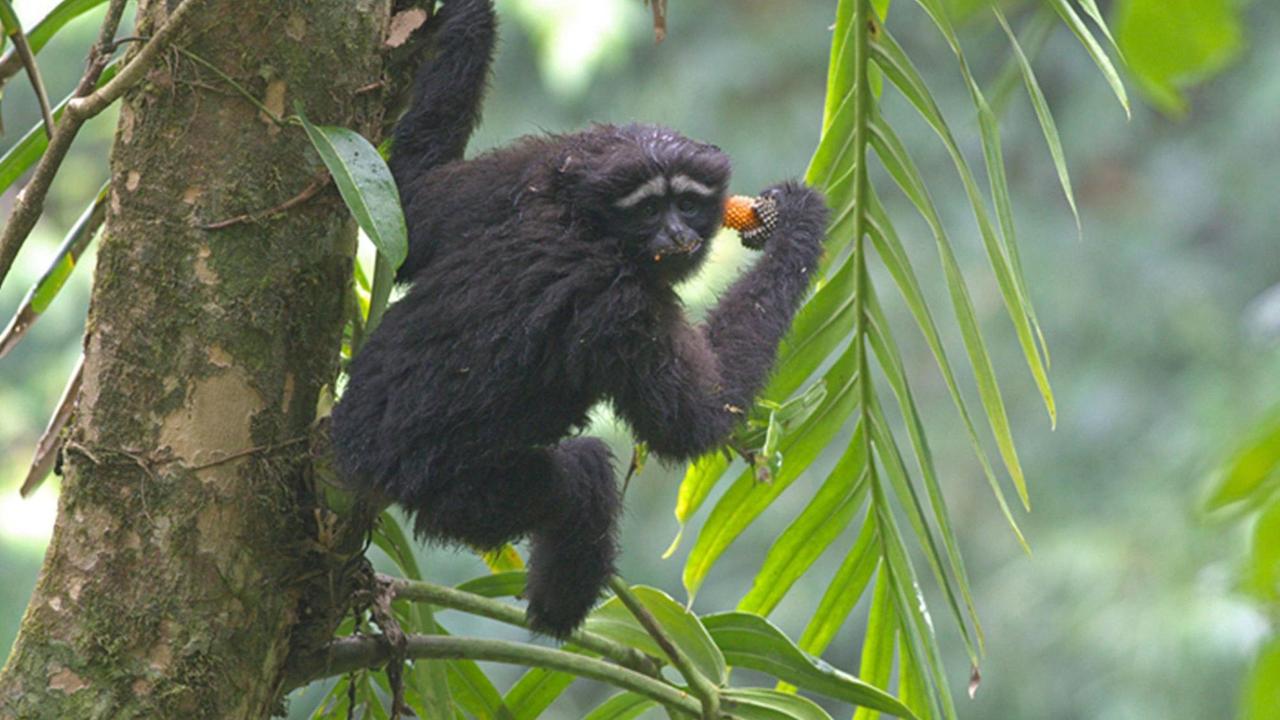 (170113) -- KUNMING, Jan. 13, 2017 -- File photo released by under the Chinese Academy of Sciences shows the Gaoligong Mountain white-browed gibbon, a new gibbon species has been discovered in southwest China s Yunnan Province. The new species, with white eyebrows, is found mainly at Gaoligong Mountain in Yunnan, and is morphologically and genetically distinct from other species, according to a research paper published on the website of the American Journal of Primatology. Gibbons and siamangs are small apes inhabiting southern, eastern and southeastern Asia. The new species increases the number of recognized living species of the animals to 20. under the Chinese Academy of Sciences) (ry) CHINA-YUNNAN-NEW GIBBON SPECIES (CN) KunmingxInstitutexofxZoology PUBLICATIONxNOTxINxCHN Kunming Jan 13 2017 File Photo released by Under The Chinese Academy of Sciences Shows The Gaoligong Mountain White browed Gibbon a New Gibbon Species has been discovered in Southwest China S Yunnan Province The New Species With White Eyebrows IS Found mainly AT Gaoligong Mountain in Yunnan and IS and genetically distinct from Other Species According to a Research Paper published ON The Website of The American Journal of Gibbons and Siamangs are Small Apes inhabiting Southern Eastern and southeastern Asia The New Species increases The Number of recognized Living Species of The Animals to 20 Under The Chinese Academy of Sciences Ry China Yunnan New Gibbon Species CN PUBLICATIONxNOTxINxCHN (170113) -- KUNMING, Jan. 13, 2017 -- File photo released by under the Chinese Academy of Sciences shows the Gaoligong Mountain white-browed gibbon, a new gibbon species has been discovered in southwest China s Yunnan Province. The new species, with white eyebrows, is found mainly at Gaoligong Mountain in Yunnan, and is morphologically and genetically distinct from other species, according to a research paper published on the website of the American Journal of Primatology. Gibbons and siamangs are small apes inhabiting southern, eastern and southeastern Asia. The new species increases the number of recognized living species of the animals to 20. under the Chinese Academy of Sciences) (ry) CHINA-YUNNAN-NEW GIBBON SPECIES (CN) KunmingxInstitutexofxZoology PUBLICATIONxNOTxINxCHN Kunming Jan 13 2017 File Photo released by Under The Chinese Academy of Sciences Shows The Gaoligong Mountain White browed Gibbon a New Gibbon Species has been discovered in Southwest China S Yunnan Province The New Species With White Eyebrows IS Found mainly AT Gaoligong Mountain in Yunnan and IS and genetically distinct from Other Species According to a Research Paper published ON The Website of The American Journal of Gibbons and Siamangs are Small Apes inhabiting Southern Eastern and southeastern Asia The New Species increases The Number of recognized Living Species of The Animals to 20 Under The Chinese Academy of Sciences Ry China Yunnan New Gibbon Species CN PUBLICATIONxNOTxINxCHN