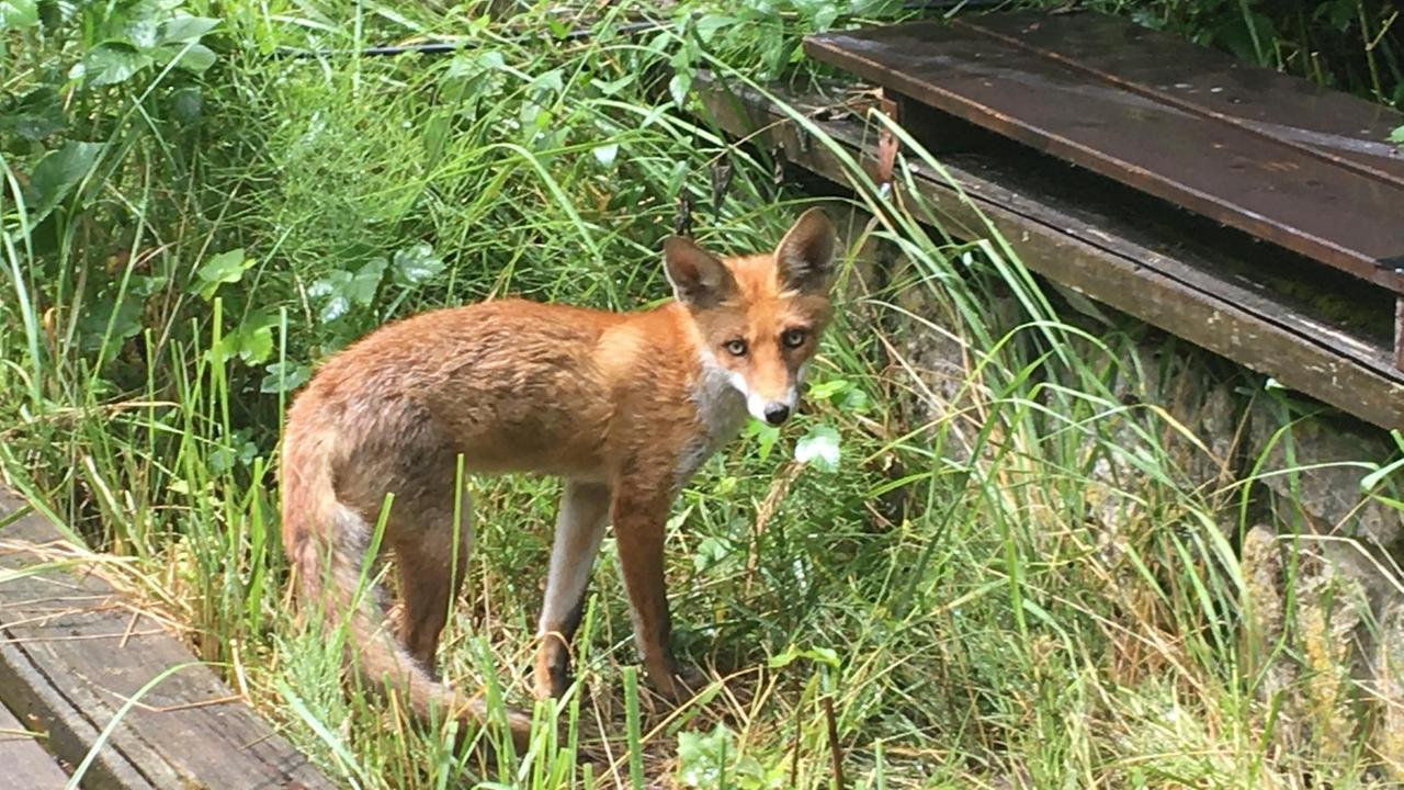 Erster und beständiger Zuschauer bei den "Sommernachtstraum"-Proben: ein Fuchs. Erster und beständiger Zuschauer bei den "Sommernachtstraum"-Proben: ein Fuchs.