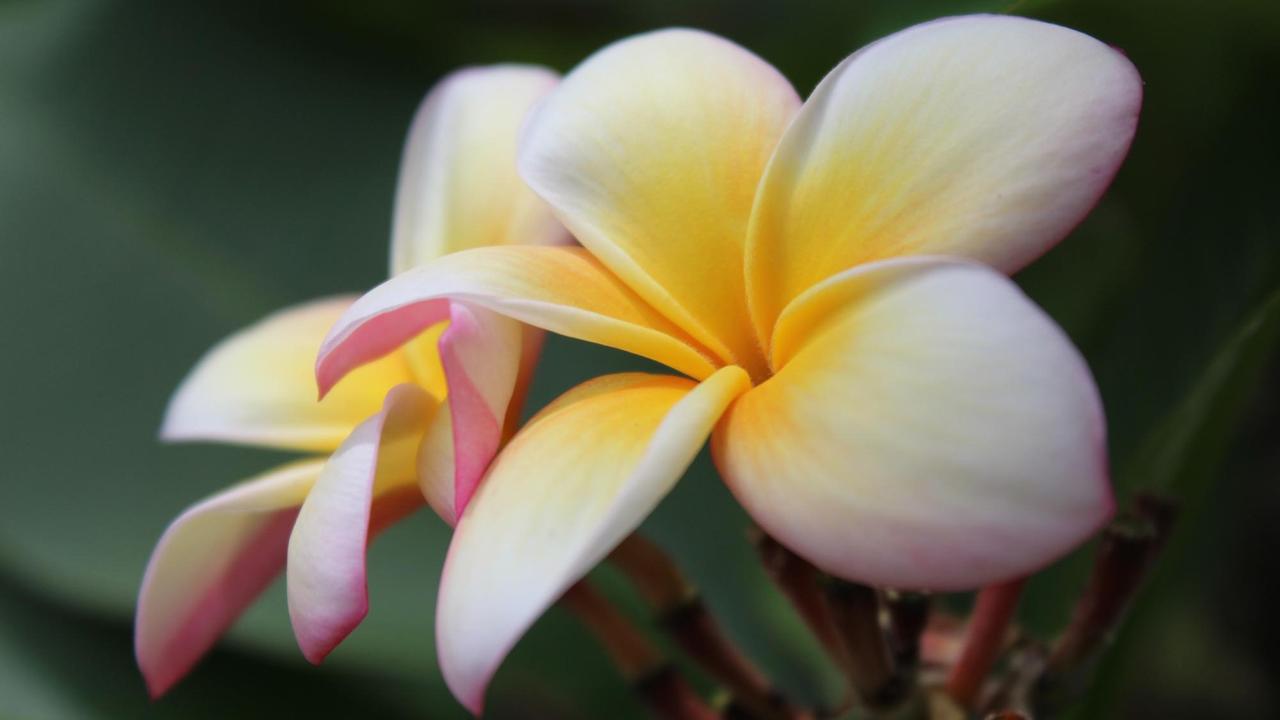 Frangipani-Blüten auf Guadeloupe.