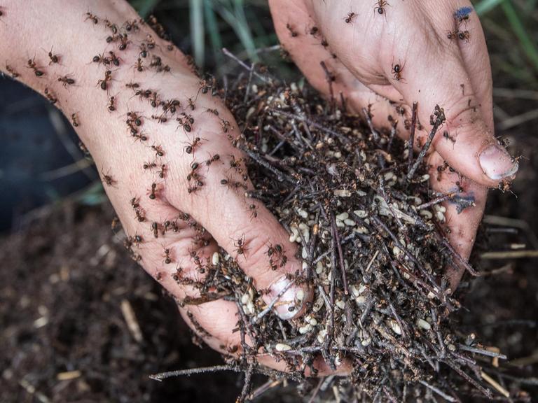 Nur mit ihren Händen hebt die Diplom-Biologin Christina Grätz in einem Wald nahe Birkenwerder ein Ameisenvolk hoch.