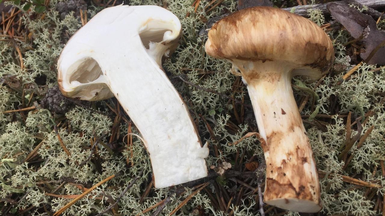 Matsutake, auf Finnisch "Männyntuoksuvalmuska", kosten viele Hundert Euro pro Kilogramm. Matsutake, auf Finnisch "Männyntuoksuvalmuska", kosten viele Hundert Euro pro Kilogramm.
