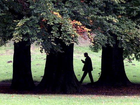 Buche im Herbst Buche im Herbst