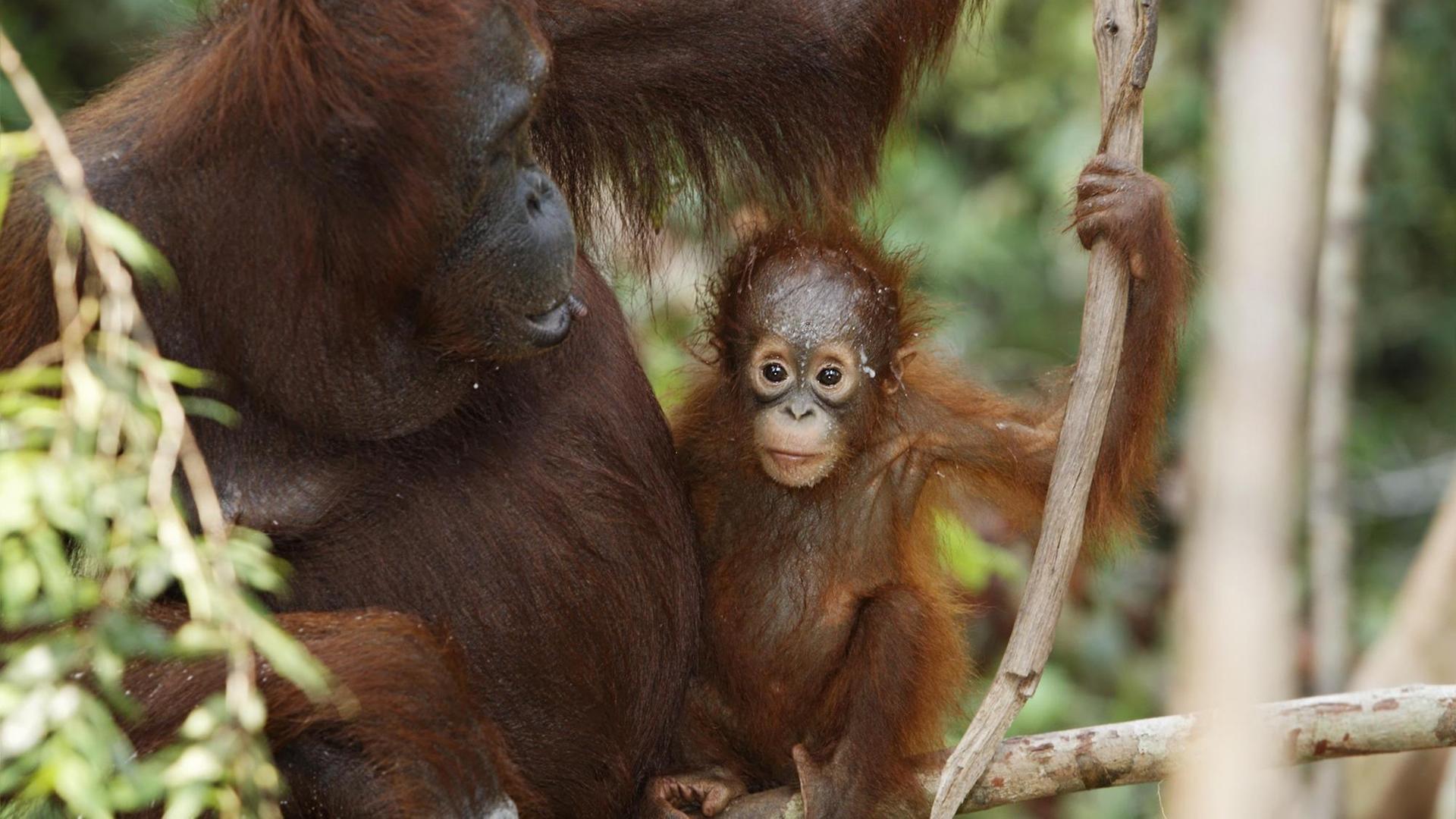 Borneo-Orang-Utan mit Jungtier im Tanjung Puting National Park, Zentral Kalimantan, Borneo, Indonesien Borneo-Orang-Utan mit Jungtier im Tanjung Puting National Park, Zentral Kalimantan, Borneo, Indonesien