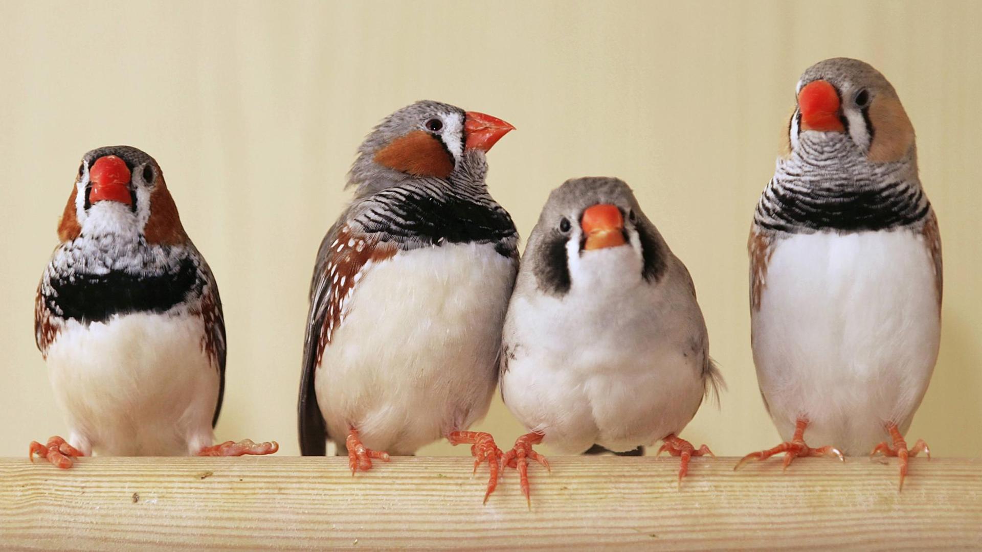 Vier Zebrafinken (Poephila guttata, Taeniopygia guttata) im Käfig auf einer Stange Vier Zebrafinken (Poephila guttata, Taeniopygia guttata) im Käfig auf einer Stange