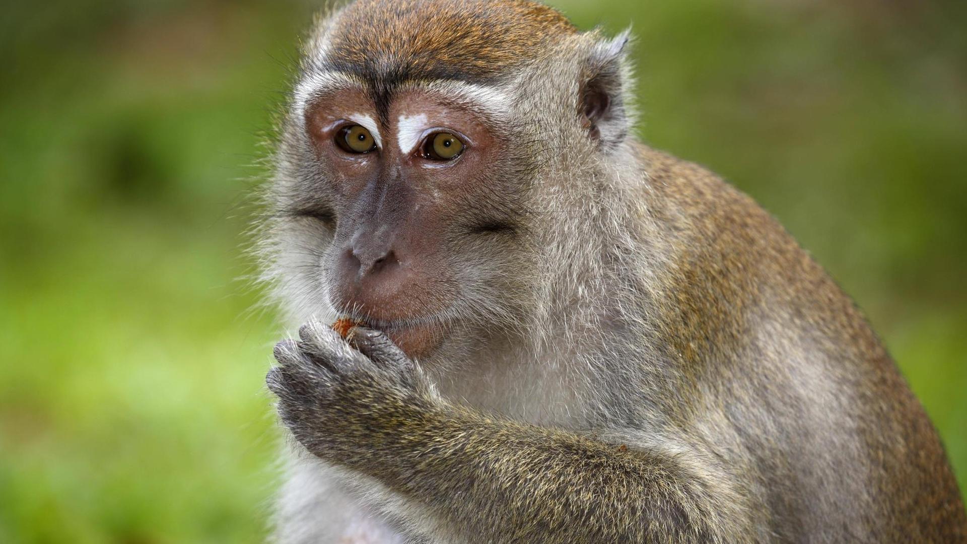 Javaneraffe (Macaca fascicularis), beim Fressen, Nationalpark Bako Javaneraffe (Macaca fascicularis), beim Fressen, Nationalpark Bako