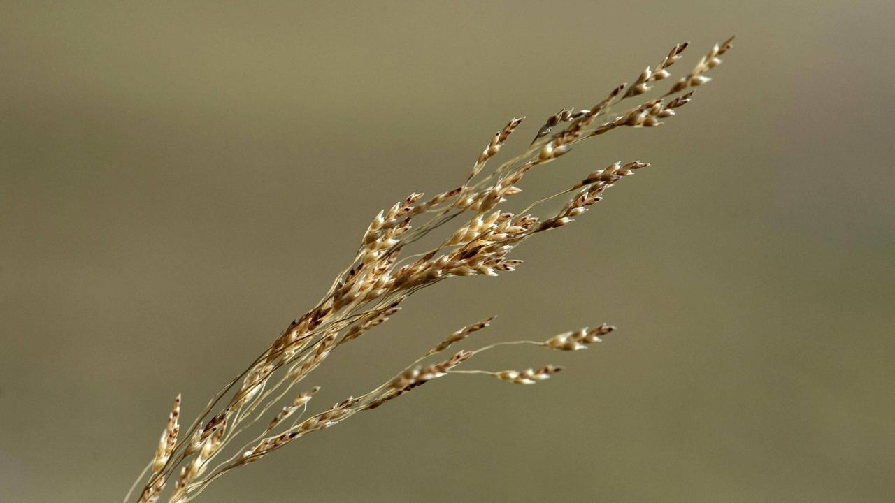 Ähre der Zwerghirse Teff Ähre der Zwerghirse Teff