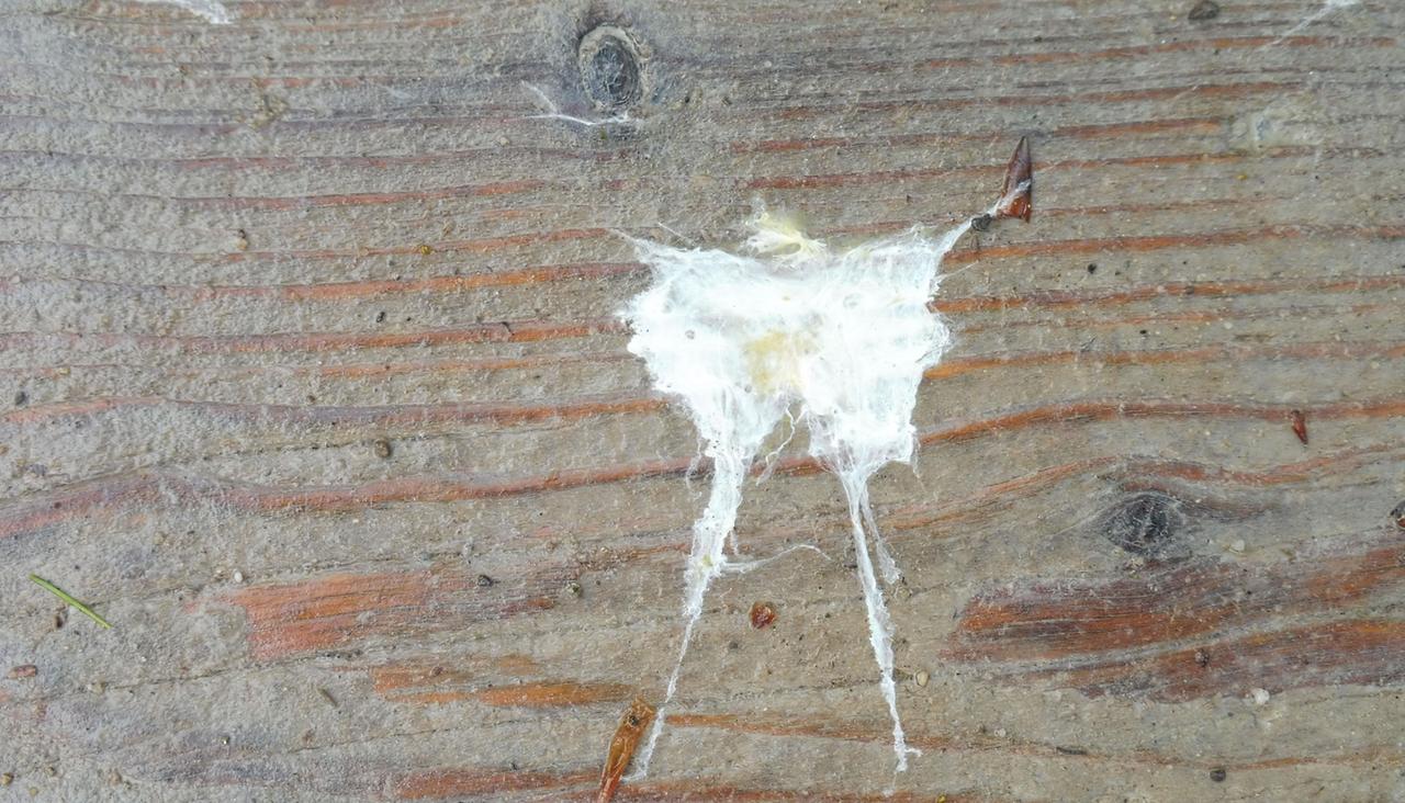 Foto aus der Serie Kunst von Vögeln Foto aus der Serie Kunst von Vögeln