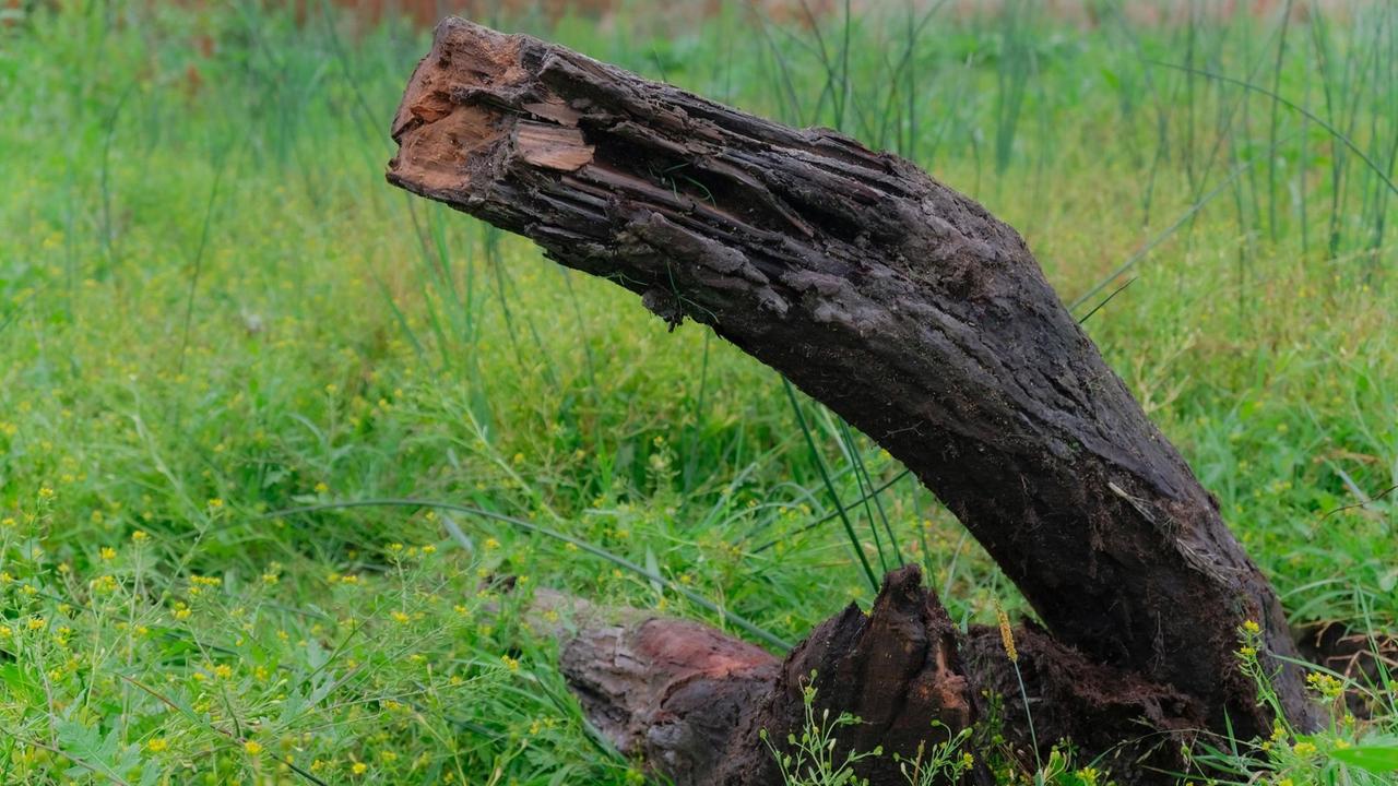 Ein alter Eichenstumpf auf einer Wiese Ein alter Eichenstumpf auf einer Wiese
