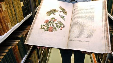 Der Biologe Reinhard Gaedike vom Deutschen Entomologischen Institut (DEI) in Müncheberg zeigt am 17.08.2004 in der Bibliothek das berühmte Buch der "Surinamesischen Insekten" von Anna Maria Sybilla Merian aus dem Jahr 1705.