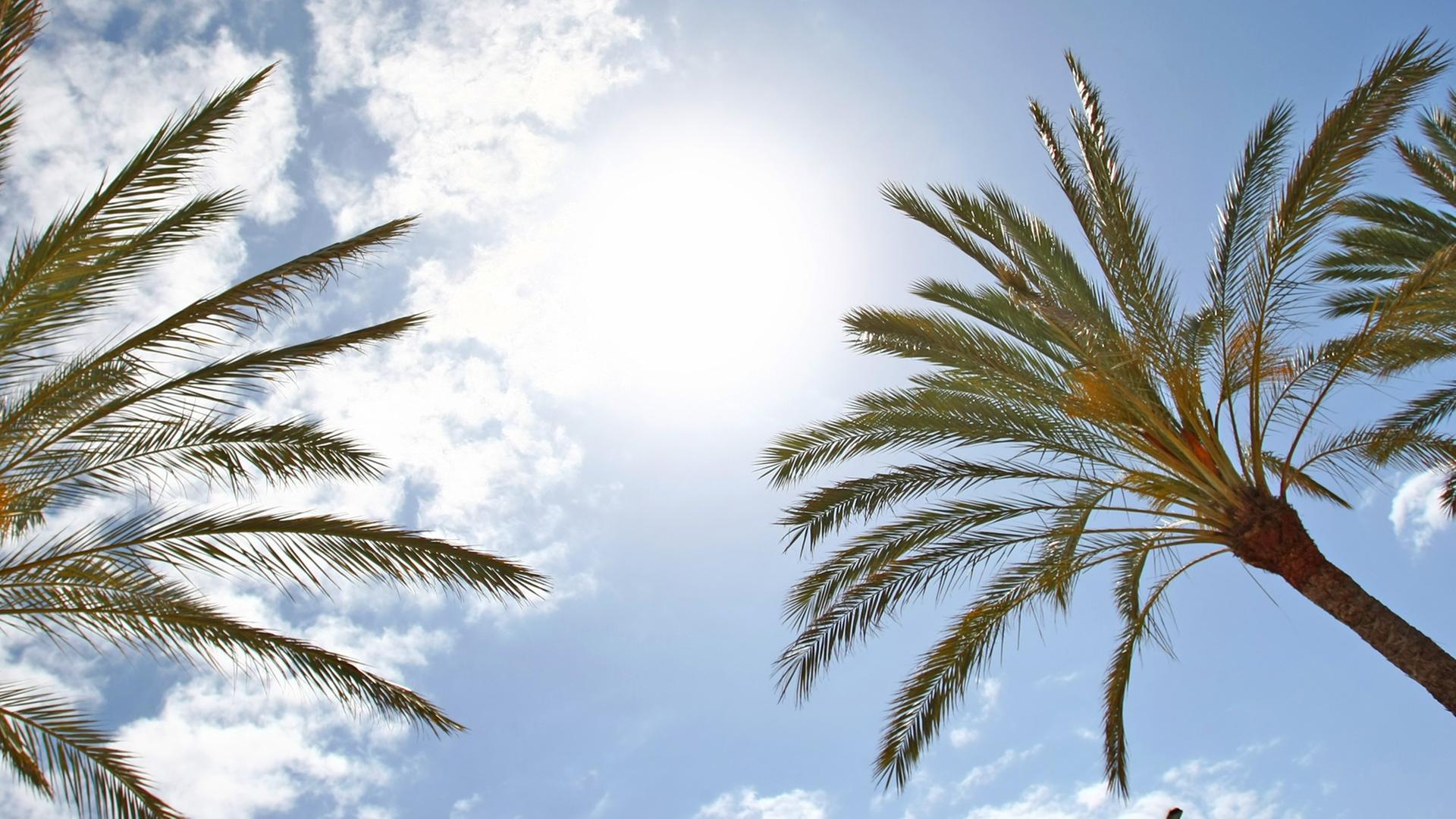 Palmen vor blauem Himmel und Sonnenschein Palmen vor blauem Himmel und Sonnenschein