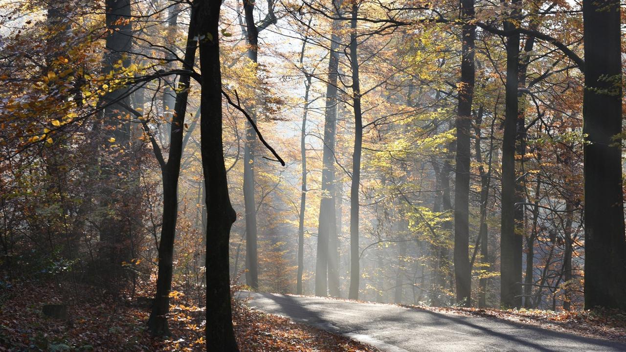 Novembernebel und erster Raureif verzaubern den Herbstwald im Sauerland auch in diesem Monat. Novembernebel und erster Raureif verzaubern den Herbstwald im Sauerland auch in diesem Monat.