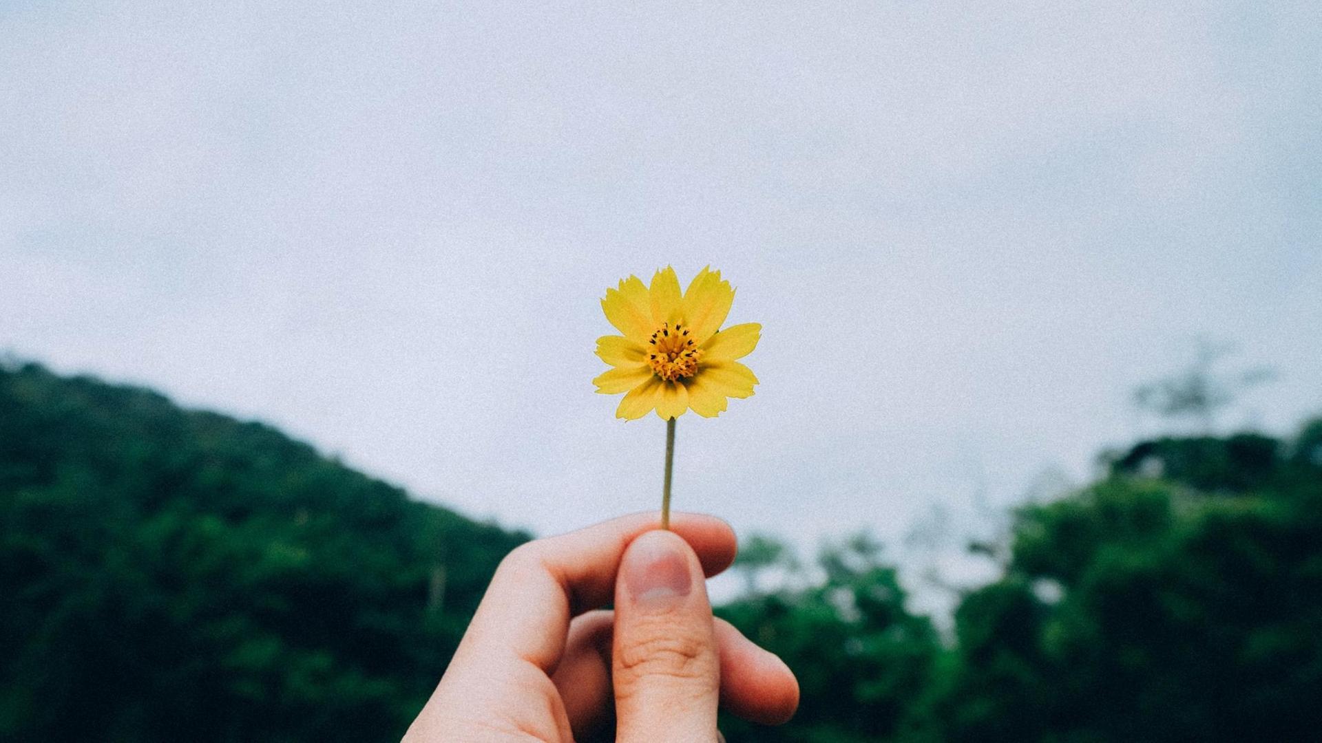Eine kleine gelbe Blume wird von einer Hand Richtung Himmel gehalten. Eine kleine gelbe Blume wird von einer Hand Richtung Himmel gehalten.