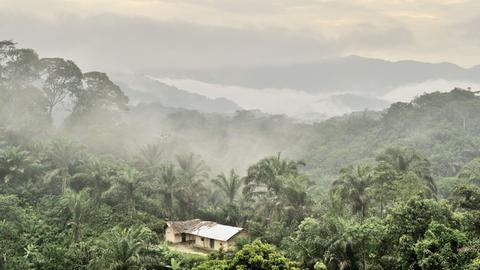 Dschungel im Kongo
