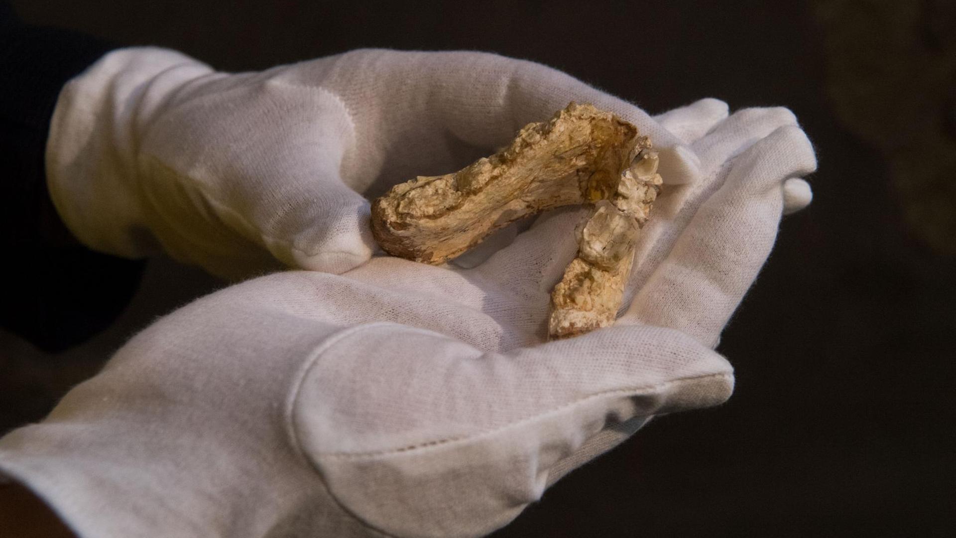 Madelaine Böhme vom Senckenberg Centre for Human Evolution and Palaeoenvironment an der Universität Tübingen hält bei der Präsentation zweier Funde des Hominiden Graecopithecus freybergi, einen der beiden Funde, einen Unterkiefer, in der Hand. Zu den Hominiden gehören der Mensch samt seiner ausgestorbenen Verwandten und die Menschenaffen. Madelaine Böhme vom Senckenberg Centre for Human Evolution and Palaeoenvironment an der Universität Tübingen hält bei der Präsentation zweier Funde des Hominiden Graecopithecus freybergi, einen der beiden Funde, einen Unterkiefer, in der Hand. Zu den Hominiden gehören der Mensch samt seiner ausgestorbenen Verwandten und die Menschenaffen.