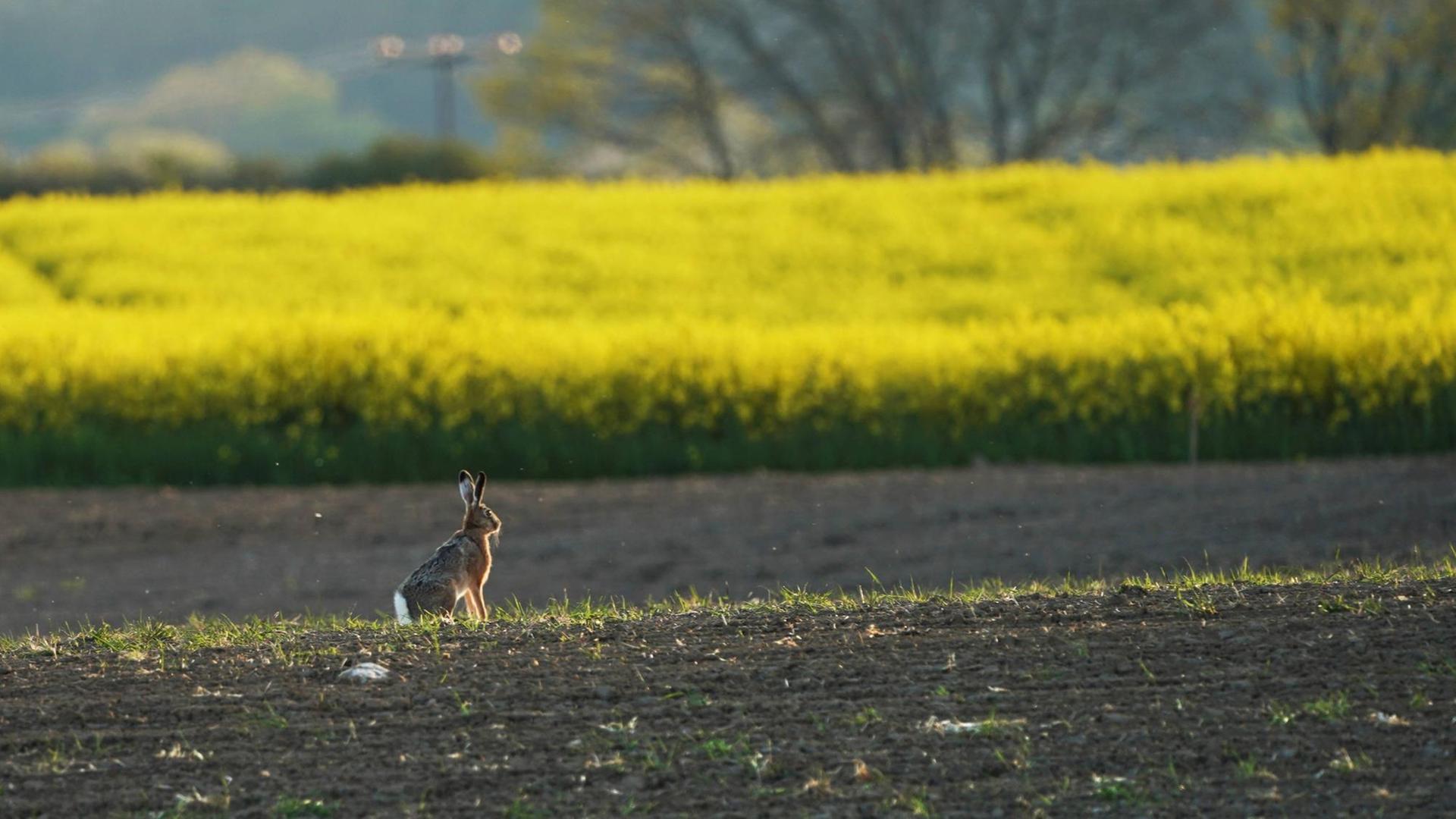 Feldhase auf einer Ackerfläche vor einem blühenden, gelben Rapsfeld in der Uckermark, Brandenburg Feldhase auf einer Ackerfläche vor einem blühenden, gelben Rapsfeld in der Uckermark, Brandenburg