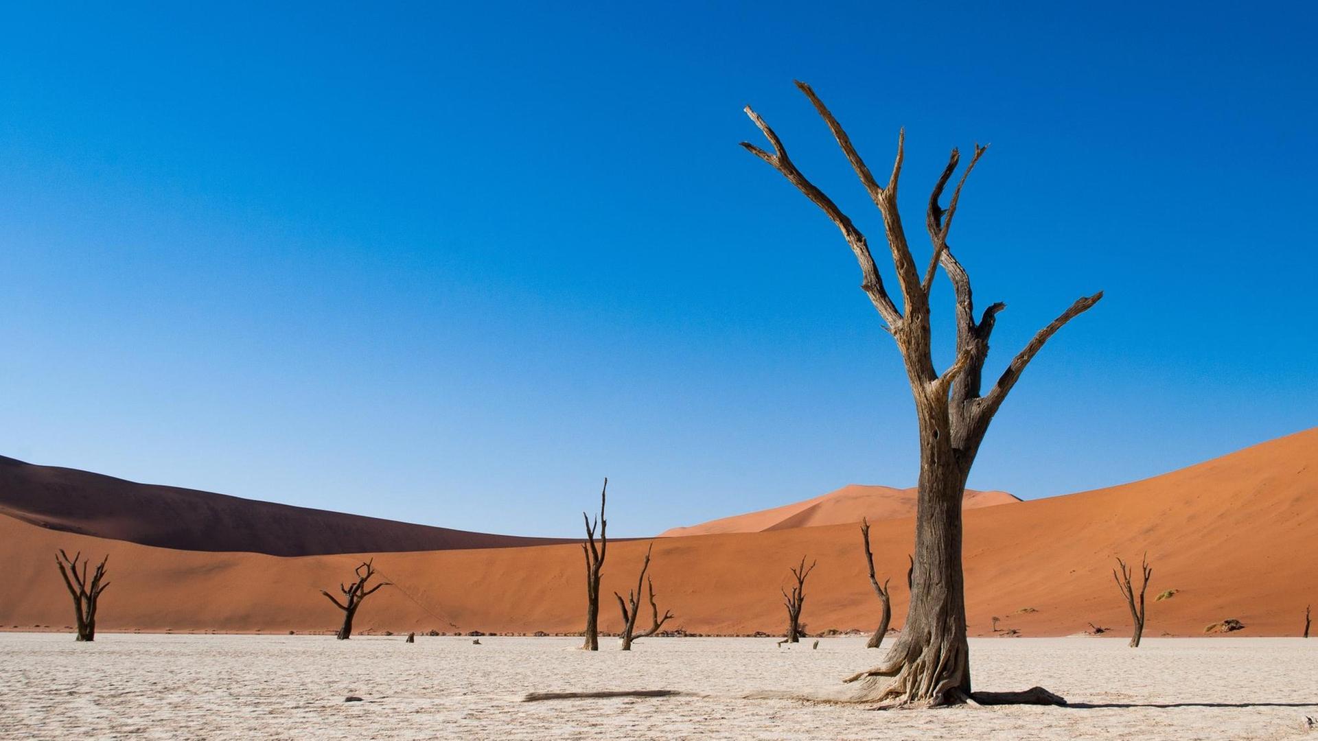 Eine Landschaftsaufnahme zeigt Wüstenlandschaft "Deadvlei" im Namib-Naukluft National Park in Namibia. Vor einer rötlichen Sanddüne unter blauem klaren Himmel sind tote Bäume zu sehen.