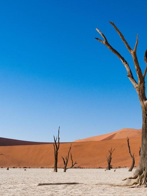 Eine Landschaftsaufnahme zeigt Wüstenlandschaft "Deadvlei" im Namib-Naukluft National Park in Namibia. Vor einer rötlichen Sanddüne unter blauem klaren Himmel sind tote Bäume zu sehen.