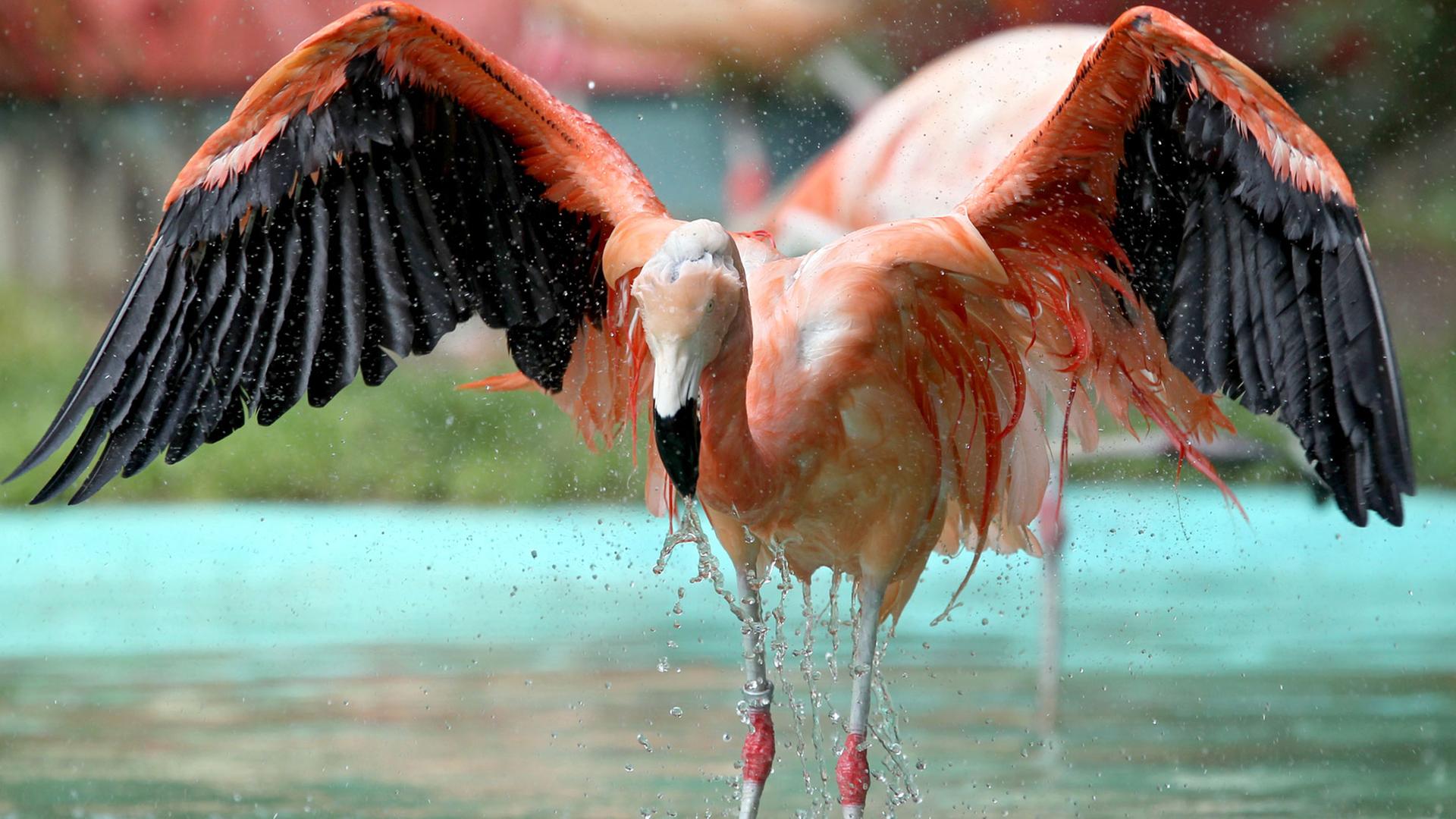 Ein chilenischer Flamingo badet am Freitag (02.09.2011) in einem Freizeitpark in Geiselwind (Unterfranken) in der Teichanlage. Chilenische Flamingos sind normalerweise an Salzwasserseen in über 4000 Metern Höhe in Peru, Chile und Bolivien beheimatet.