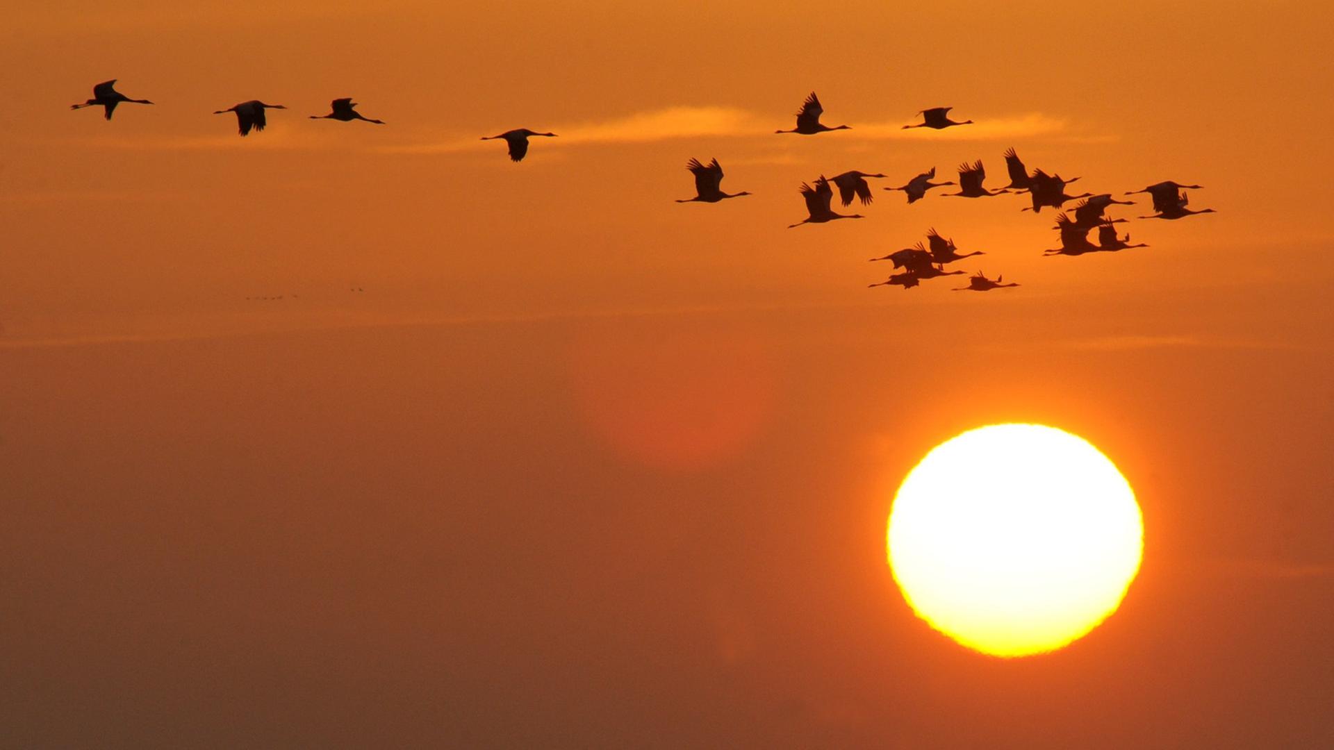 Kraniche fliegen während des Sonnenunterganges an der vorpommerschen Boddenküste von ihren Fressplätzen zu den Schlafplätzen